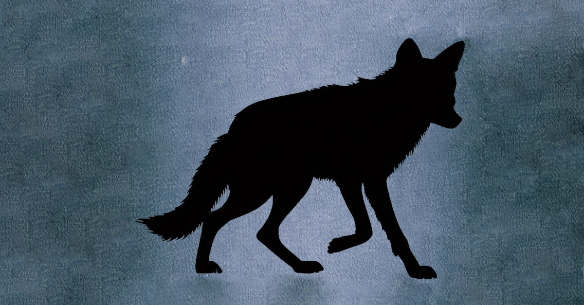 Coming Soon - Arroyo Coyote